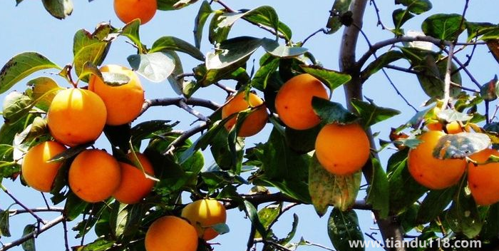 湖南邵陽(yáng)這四種特產(chǎn)，遠(yuǎn)近聞名，看看你吃過(guò)哪幾種？